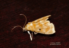 Notarcha quaternalis