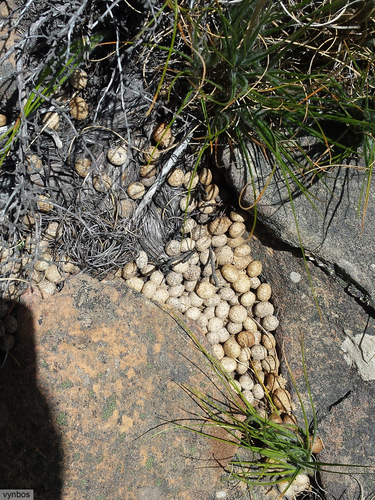 Hewitt's Red Rock Hare