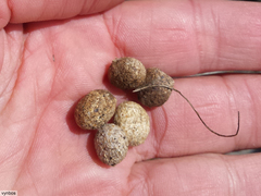 Pronolagus saundersiae