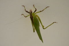 Ephippitytha kuranda