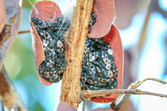 Oxycarenus luctuosus