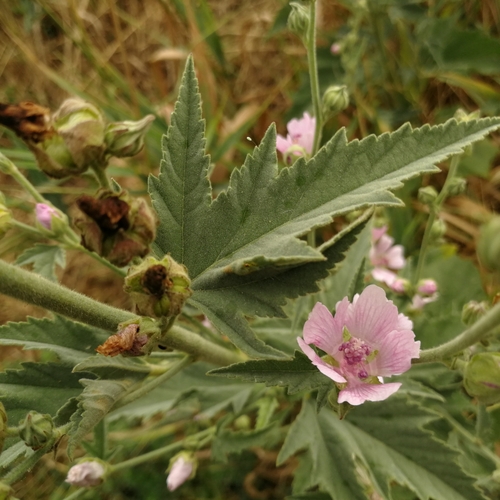 Pitomi sljez (Althaea taurinensis)