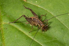 Pleioplectron hudsoni