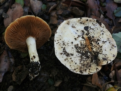 Cortinarius albofragrans