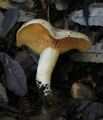 Lactarius argillaceifolius megacarpus