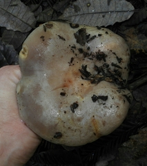 Lactarius argillaceifolius megacarpus