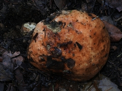 Leccinum manzanitae