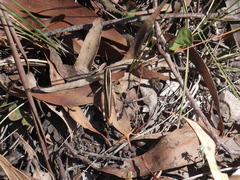 Macrotona mjobergi