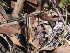 Macrotona mjobergi