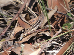 Macrotona mjobergi