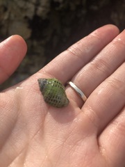 Acanthinucella punctulata