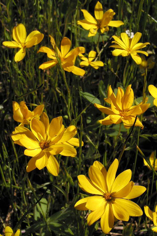 Pentachaeta aurea