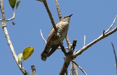 Chrysococcyx minutillus