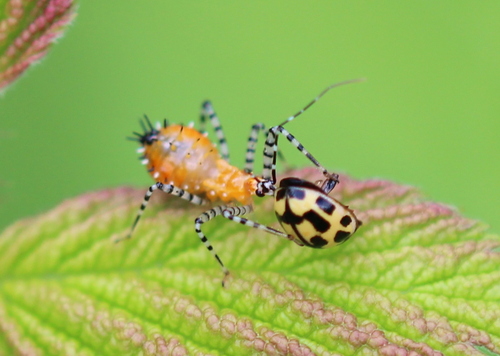 Fourteen-spotted Lady Beetle photographed in New Hampshire