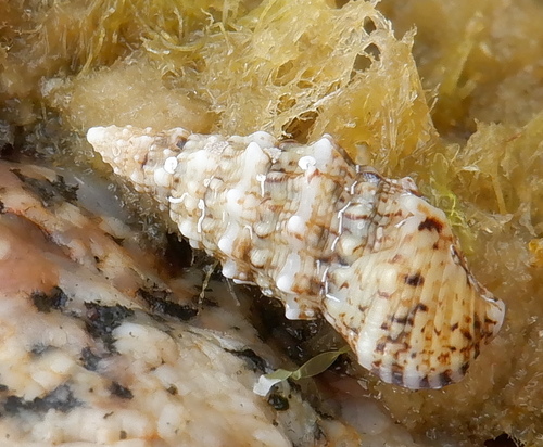 Cerithium renovatum observed 2023-07-07