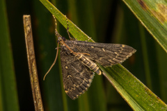 Proternia philocapna