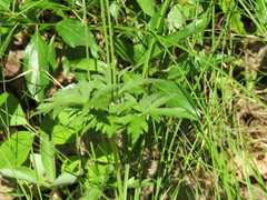 Anemone cylindrica