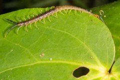 Cormocephalus rubriceps