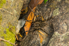 Dolomedes dondalei