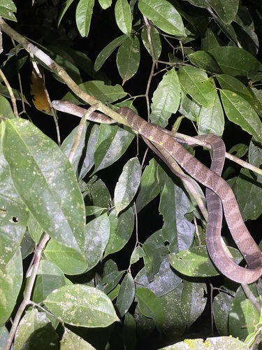 Neotropical Snail-eater