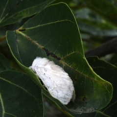 Naroma varipes