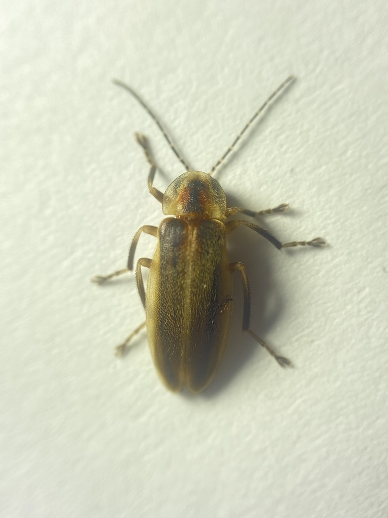 Pennsylvania Firefly