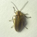 Pennsylvania Firefly - Photo (c) aaronr, some rights reserved (CC BY-NC), uploaded by aaronr