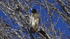 Nycticorax nycticorax