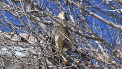 Nycticorax nycticorax