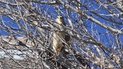 Nycticorax nycticorax