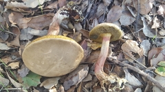 Xerocomellus mendocinensis