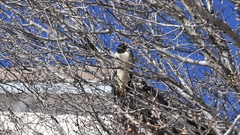 Nycticorax nycticorax