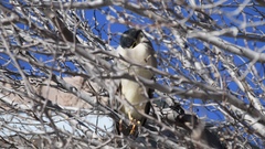 Nycticorax nycticorax