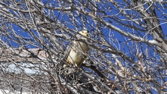 Nycticorax nycticorax