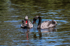 Cygnus atratus