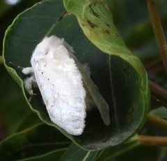 Naroma varipes