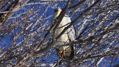 Nycticorax nycticorax