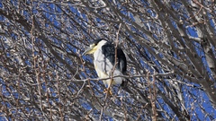 Nycticorax nycticorax