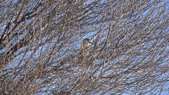 Nycticorax nycticorax