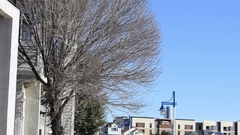 Nycticorax nycticorax