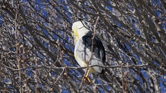 Nycticorax nycticorax
