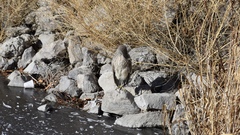 Nycticorax nycticorax