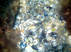 Stigmatopora nigra