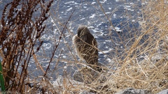 Nycticorax nycticorax