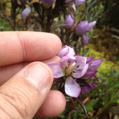 Gentianella foliosa