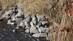 Nycticorax nycticorax