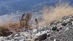 Nycticorax nycticorax