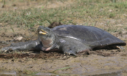 Ganges Softshell Turtle