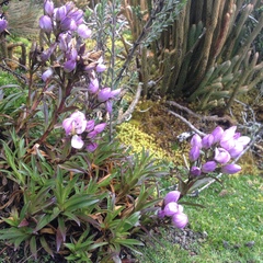 Gentianella foliosa