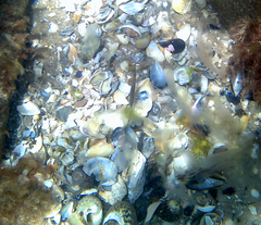 Stigmatopora nigra